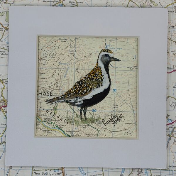 Golden Plover - Yockenthwaite Moor