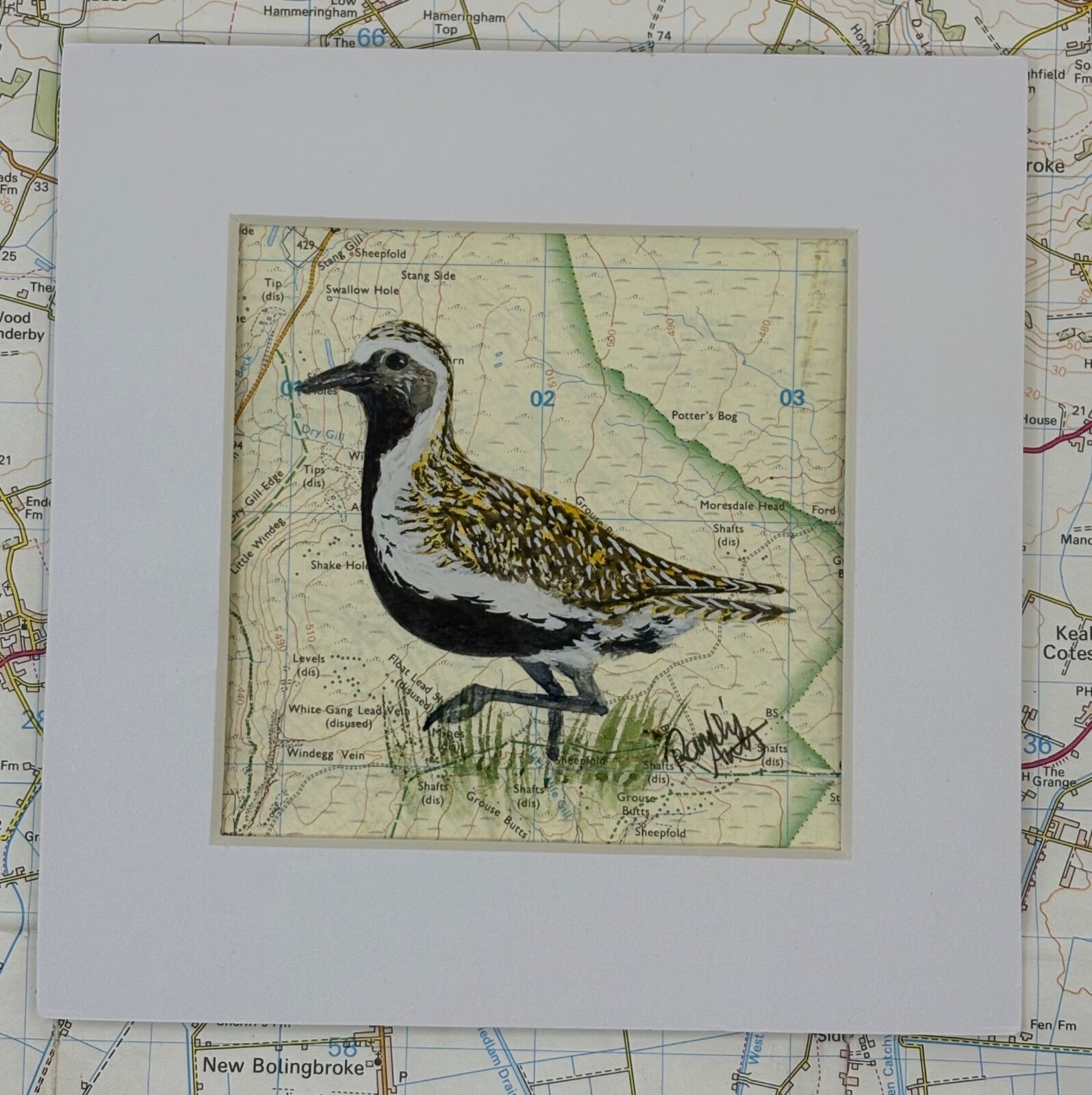Golden Plover - Yorkshire Dales