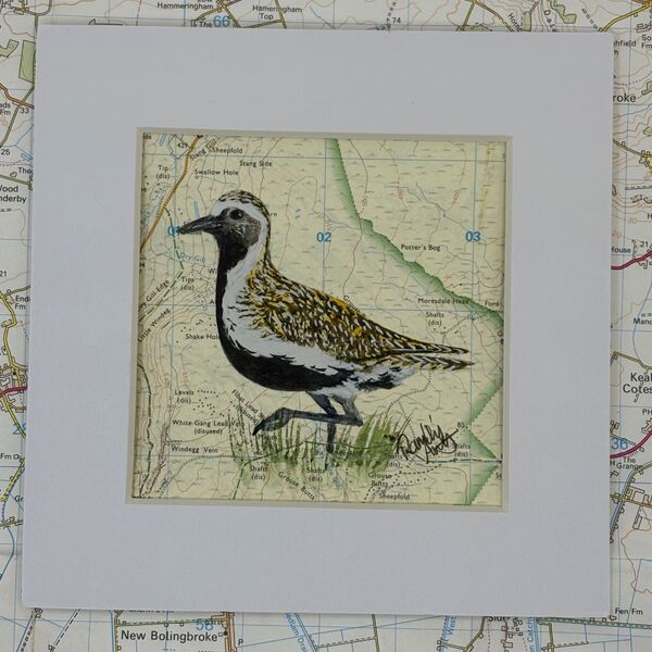 Golden Plover - Yorkshire Dales