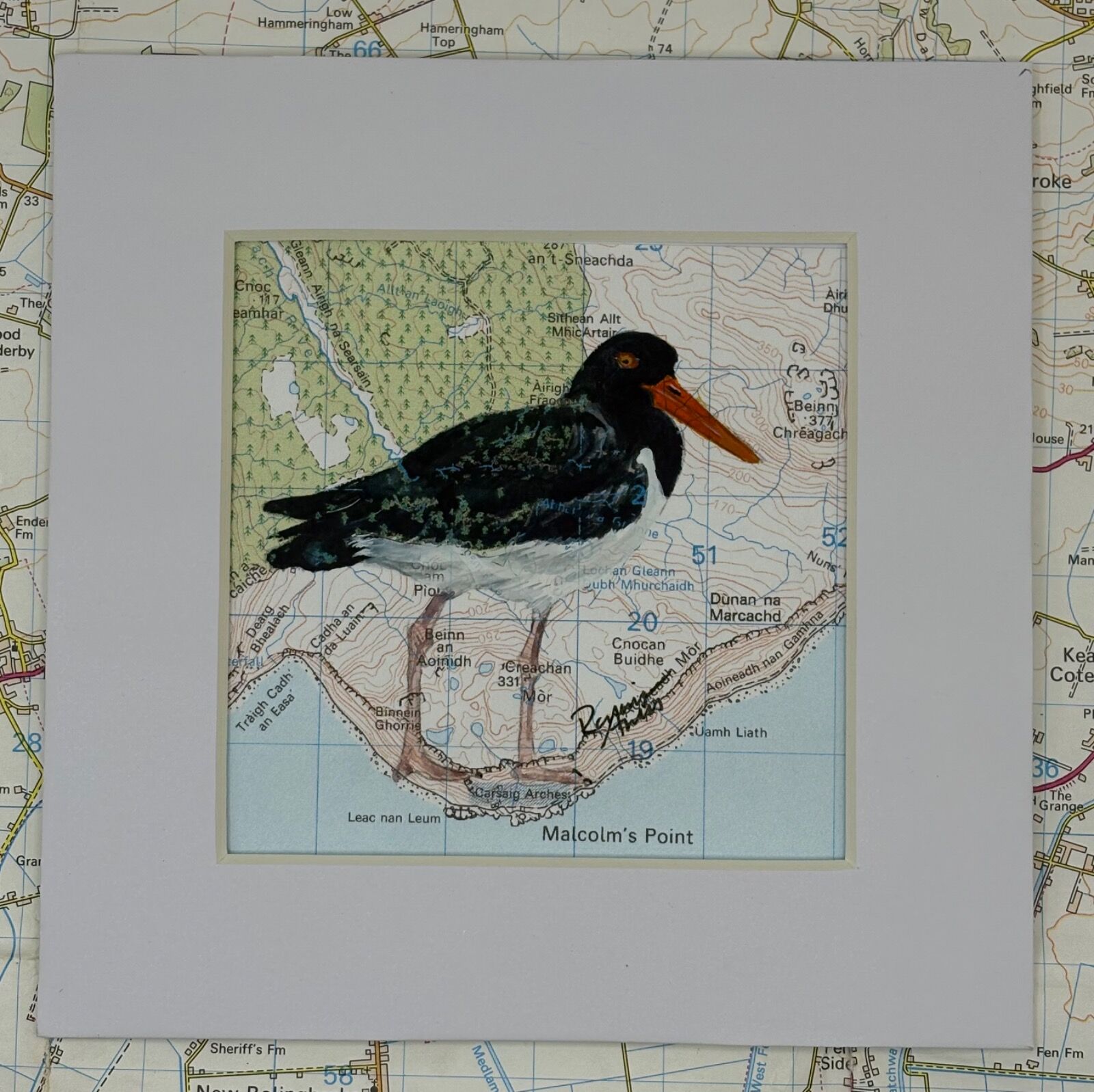 Oystercatcher - Malcoms Point