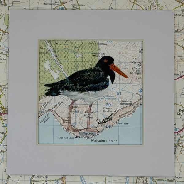 Oystercatcher - Malcoms Point