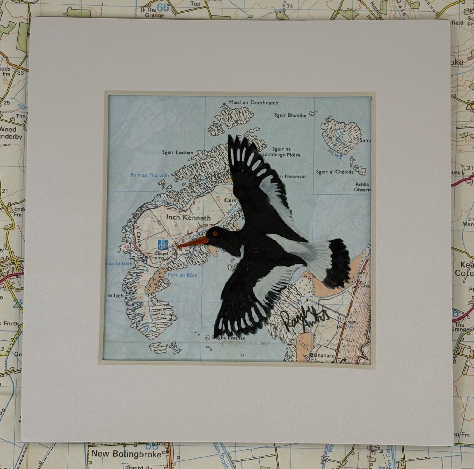 Oystercatcher - Inch Kenneth