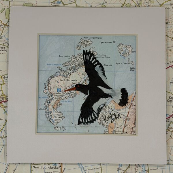 Oystercatcher - Inch Kenneth