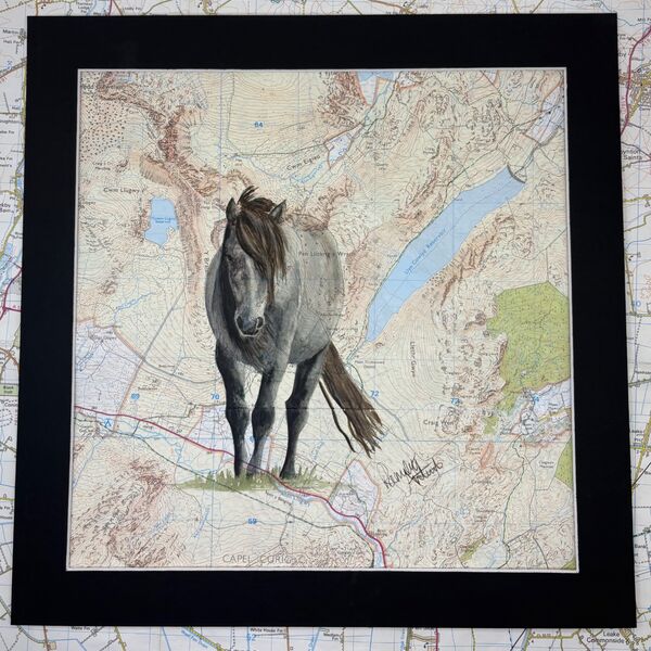 Carneddau Pony