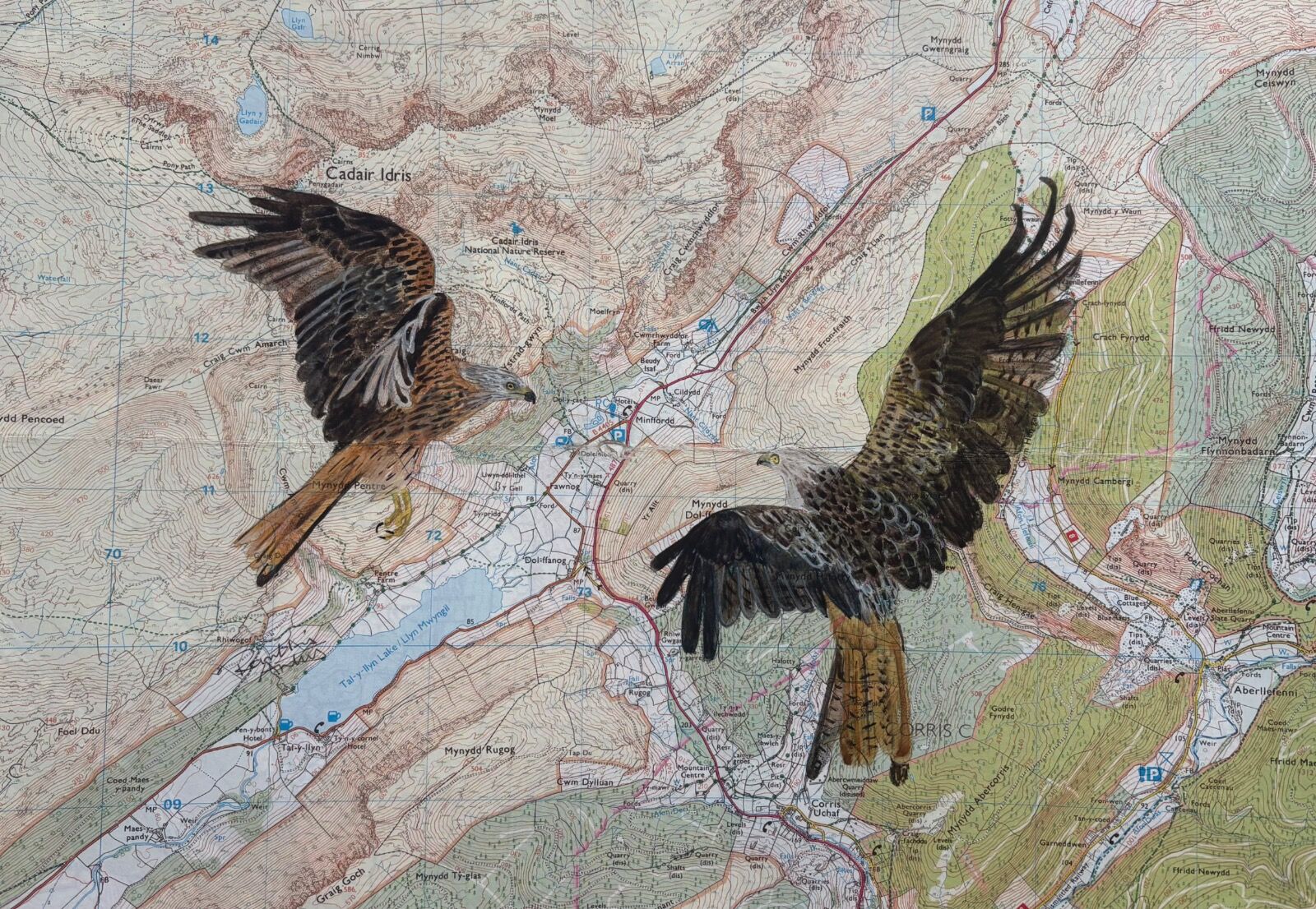 Red Kites - a symbol of wild Wales