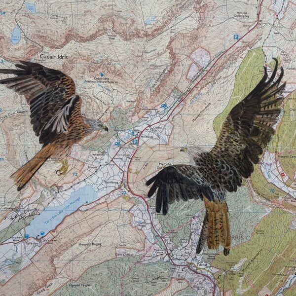 Red Kites - a symbol of wild Wales