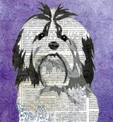 Shih Tzu - Animal Collage by Clare Thompson
