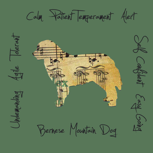 Bernese Mountain Dog Dog Breed Traits Print