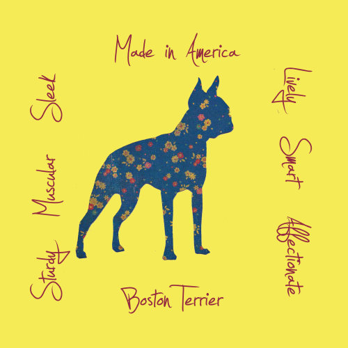 Boston Terrier Dog Breed Traits Print