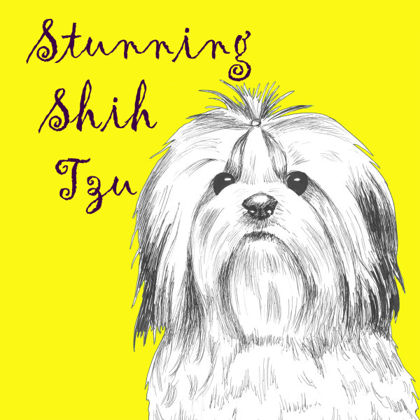 Stunning Shih Tzu Dog Breed Print by Clare Thompson