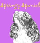 Springy Spaniel Dog Breed Print by Clare Thompson