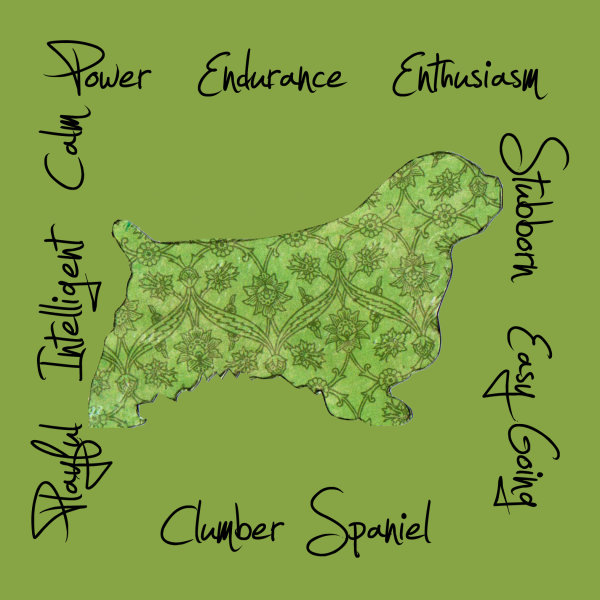 Clumber Spaniel Dog Breed Traits Print