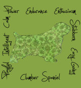 Clumber Spaniel Dog Breed Traits Print