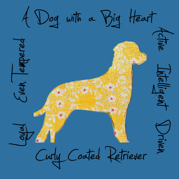 Curly Coated Retriever Dog Breed Traits Print