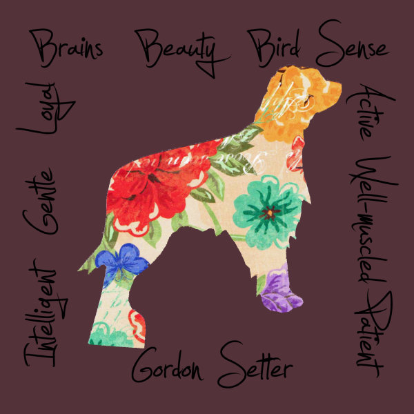 Gordon Setter Dog Breed Traits Print