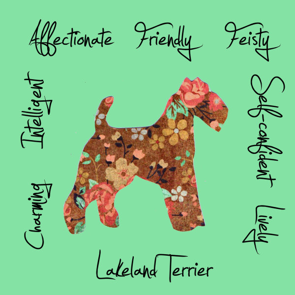 Lakeland Terrier Dog Breed Traits Print