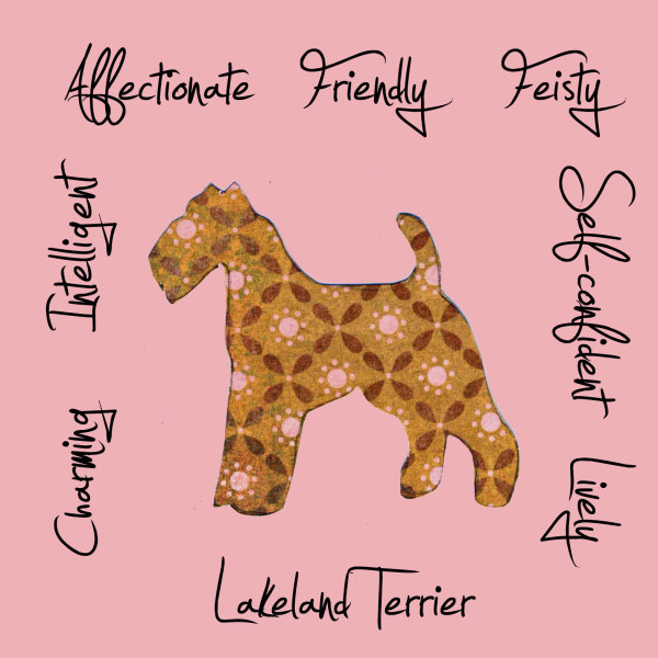 Lakeland Terrier Dog Breed Traits Print