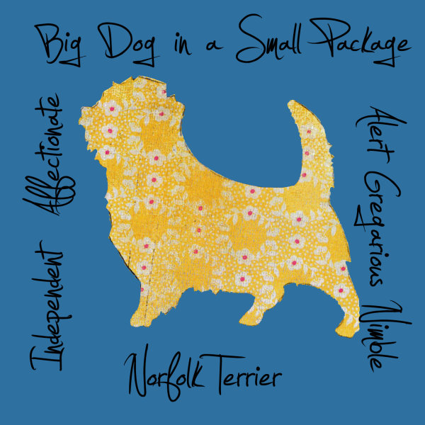 Norfolk Terrier Dog Breed Traits Print