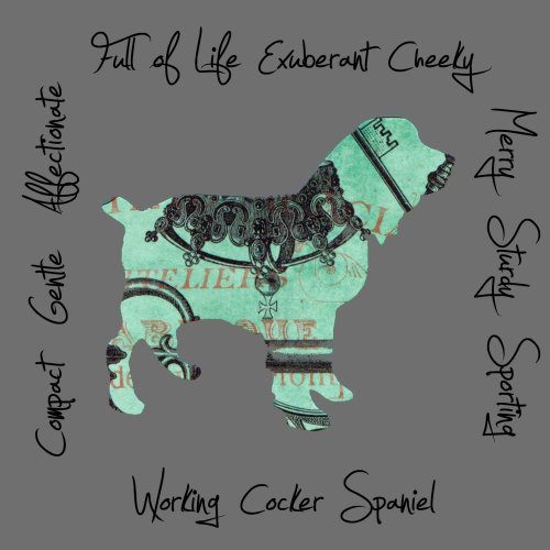 Working Cocker Spaniel Dog Breed Traits Print