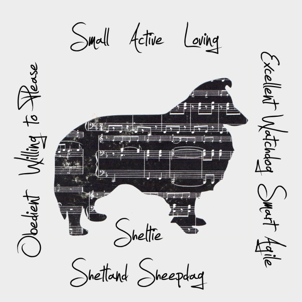 Shetland Sheepdog "Sheltie" Dog Breed Traits Print