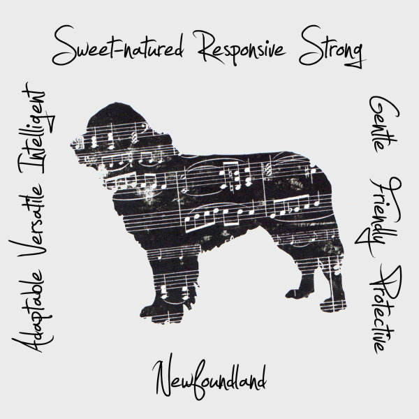 Newfoundland Dog Breed Traits Print