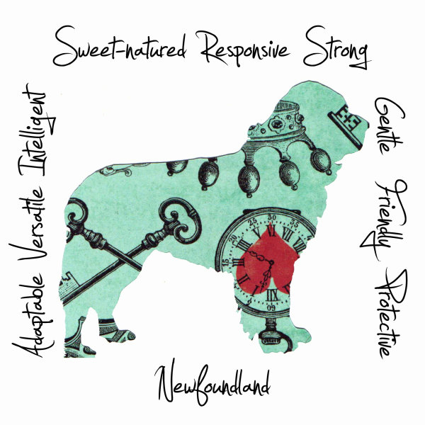 Newfoundland Dog Breed Traits Print