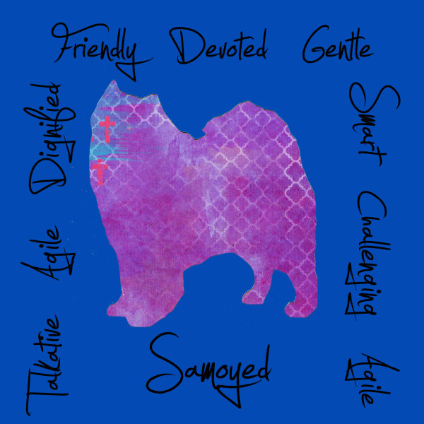 Samoyed Dog Breed Traits Print