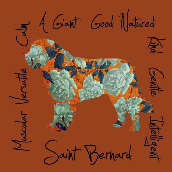 Saint Bernard Dog Breed Traits Print