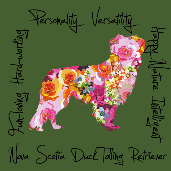 Nova Scotia Duck Tolling Retriever Dog Breed Traits Print