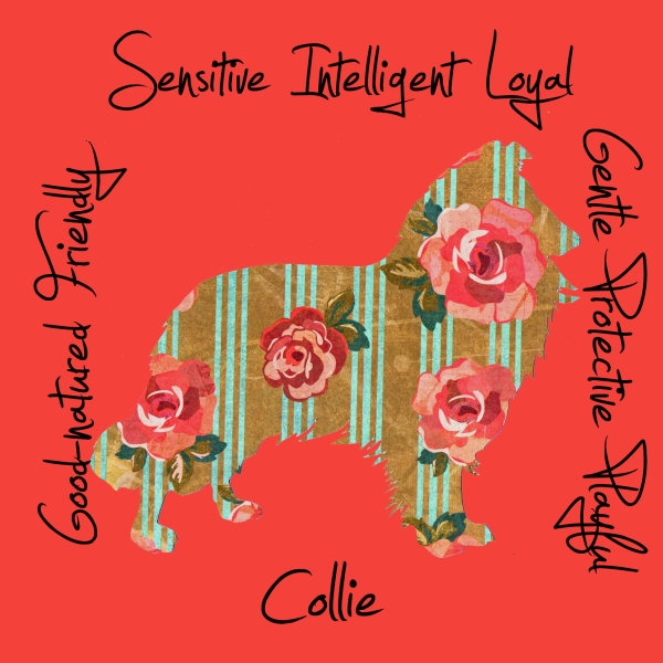 Collie Dog Breed Traits Print
