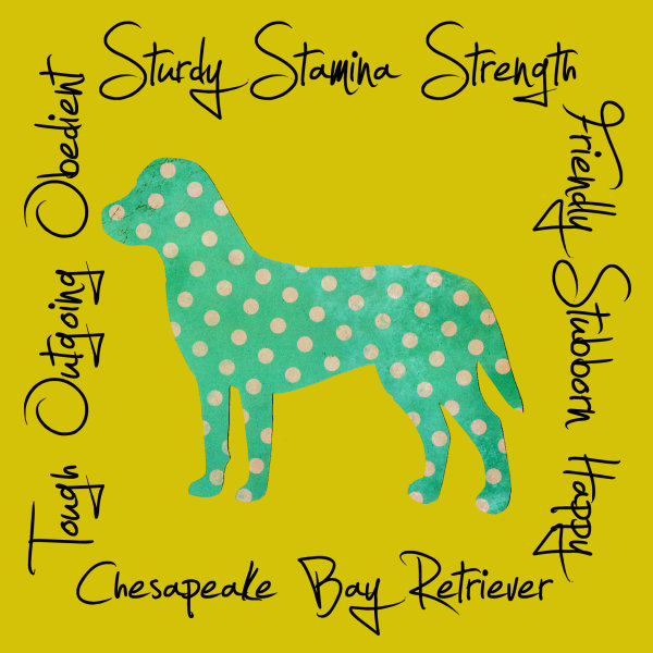 Chesapeake Bay Retriever Dog Breed Traits Print