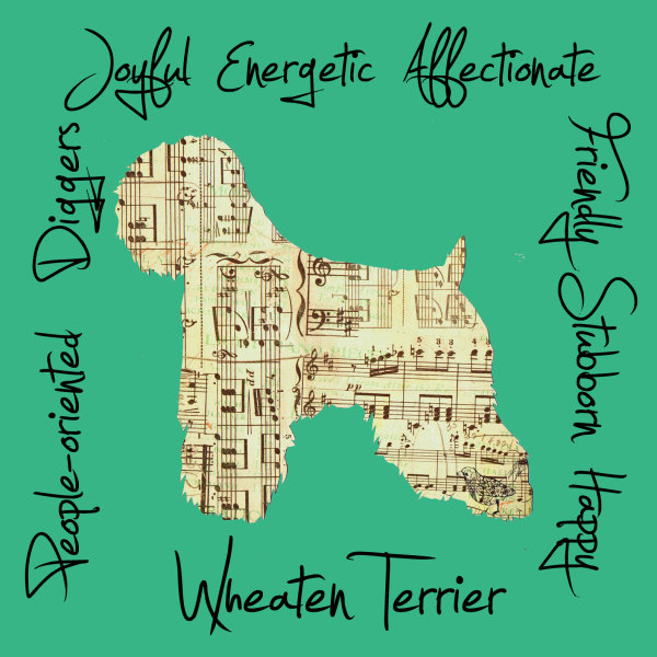 Wheaten Terrier Dog Breed Traits Print