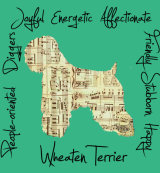 Wheaten Terrier Dog Breed Traits Print