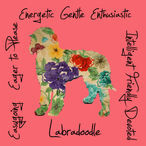 Labradoodle Dog Breed Traits Print