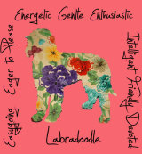 Labradoodle Dog Breed Traits Print