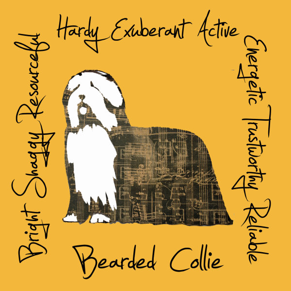 Bearded Collie Dog Breed Traits Print