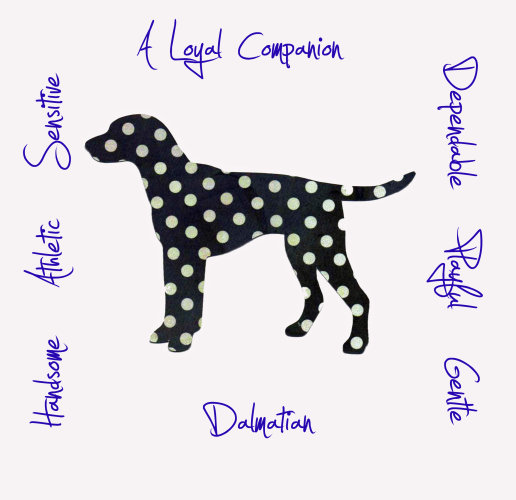 Dalmation Dog Breed Traits Print