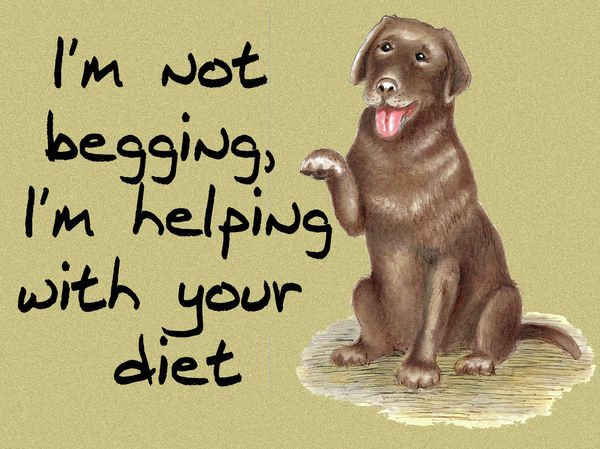 I'm not begging, I'm helping with your diet - Blank Card