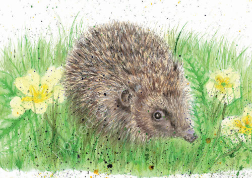Hedgehog - Wildlife Print by Clare Thompson