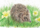 Hedgehog - Wildlife Print by Clare Thompson