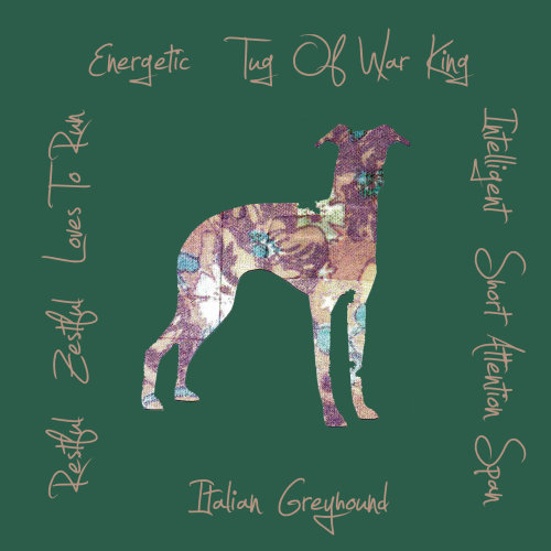 Italian Greyhound Dog Breed Traits Print