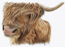 Highland Cow - Wildlife Print by Clare Thompson