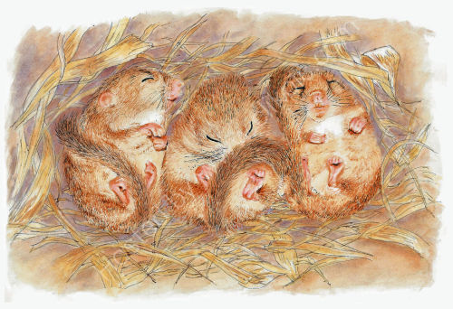 Door Mice - Wildlife Print by Clare Thompson