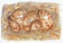 Door Mice - Wildlife Print by Clare Thompson