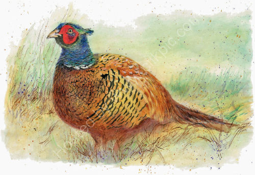 Pheasant - Wildlife Print by Clare Walton