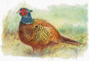 Pheasant - Wildlife Print by Clare Walton