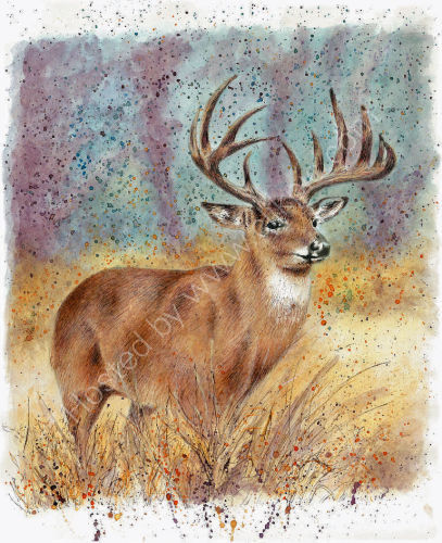 Deer - Wildlife Print by Clare Thompson