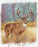 Deer - Wildlife Print by Clare Thompson