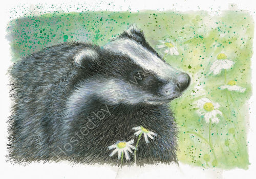 Badger - Wildlife Print by Clare Thompson