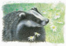Badger - Wildlife Print by Clare Thompson